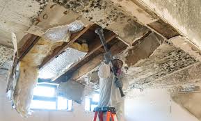 Best Residential Mold Inspection & Testing  in Fountainebleau, FL